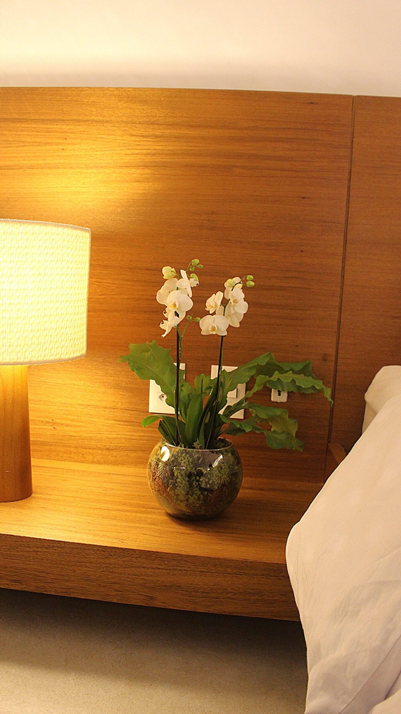 Orquídea branca floricultura Brasília