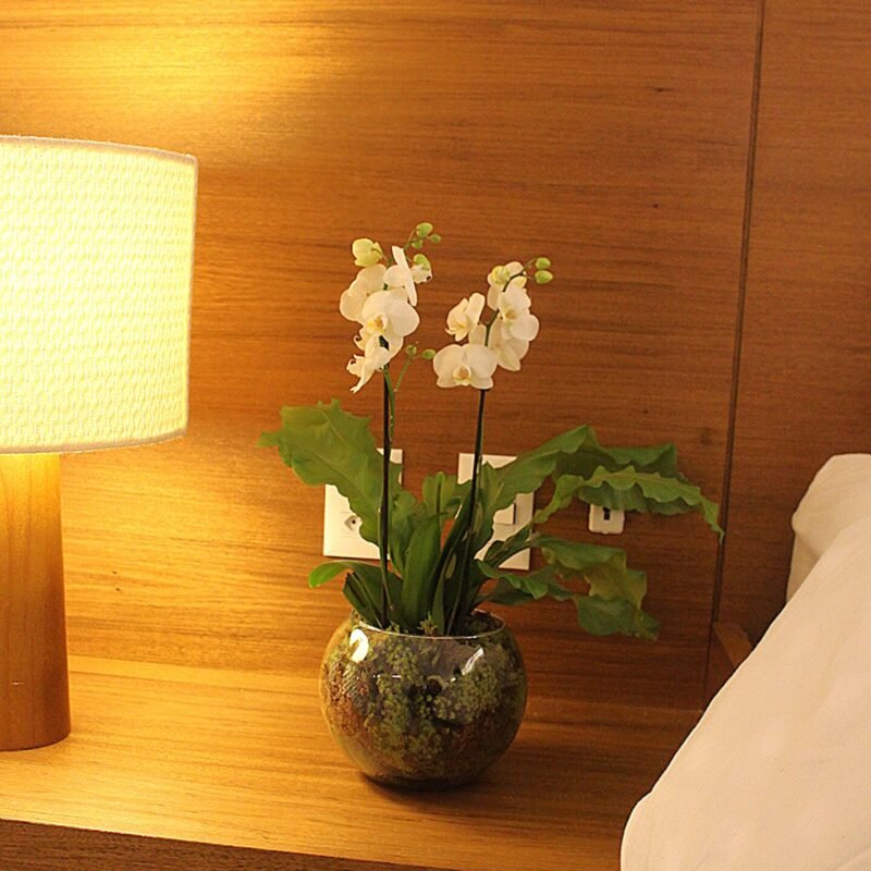 Orquídea branca floricultura Brasília