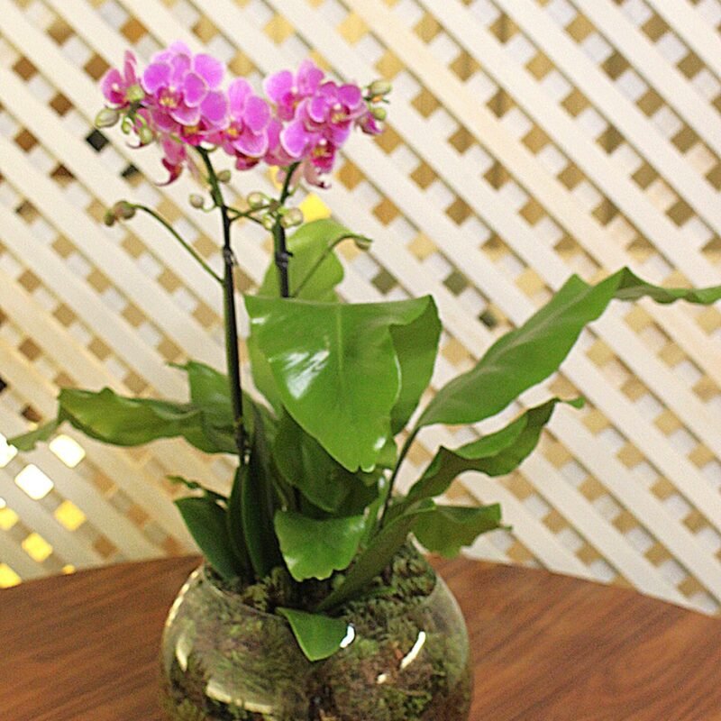 Orquídea flores em Brasília