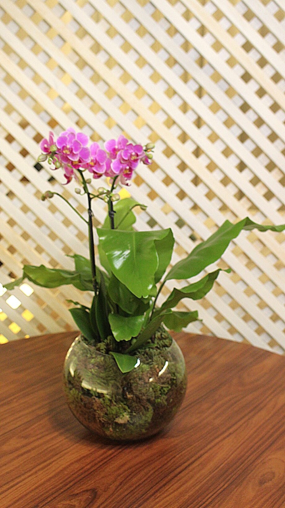 Orquídea flores em Brasília