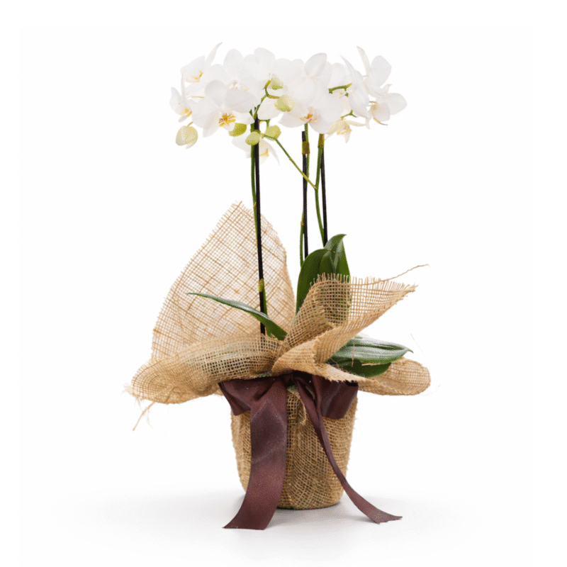 ORQUÍDEA THEODORA (MAIS CORES DISPONÍVEIS)