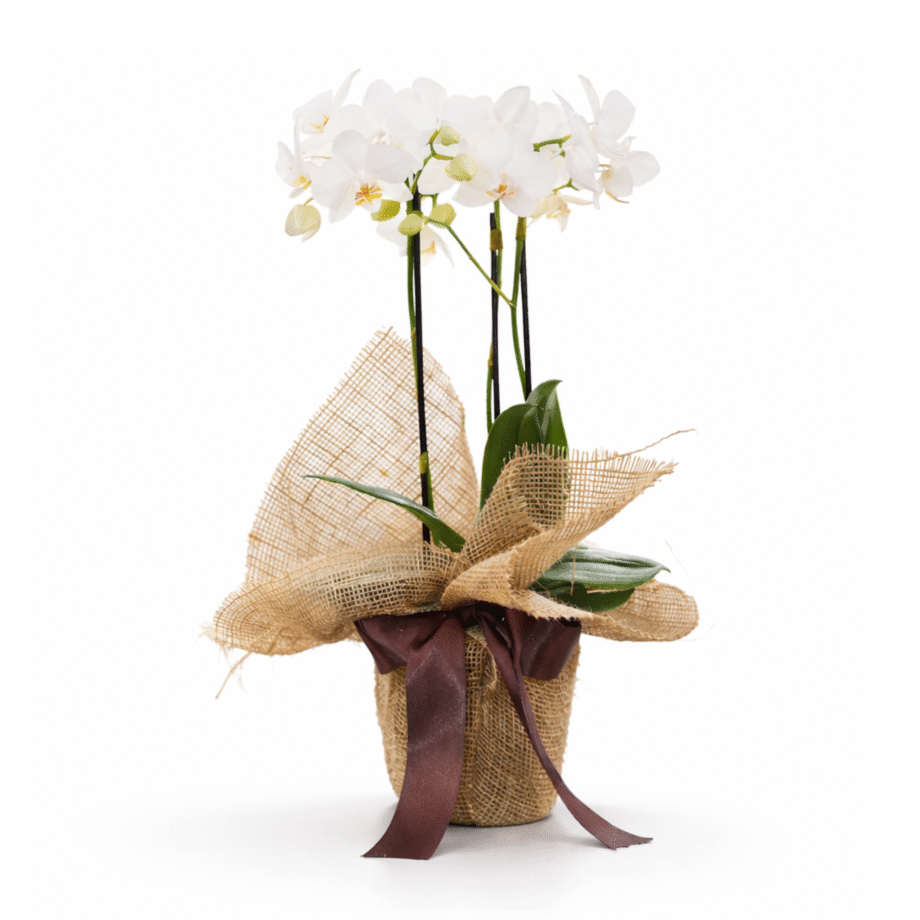 ORQUÍDEA THEODORA (MAIS CORES DISPONÍVEIS)