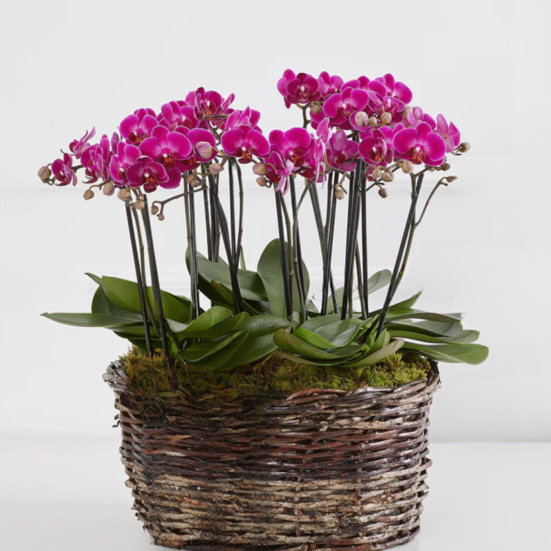 Cesta Antonella com Orquídeas pink (Mais cores disponíveis)