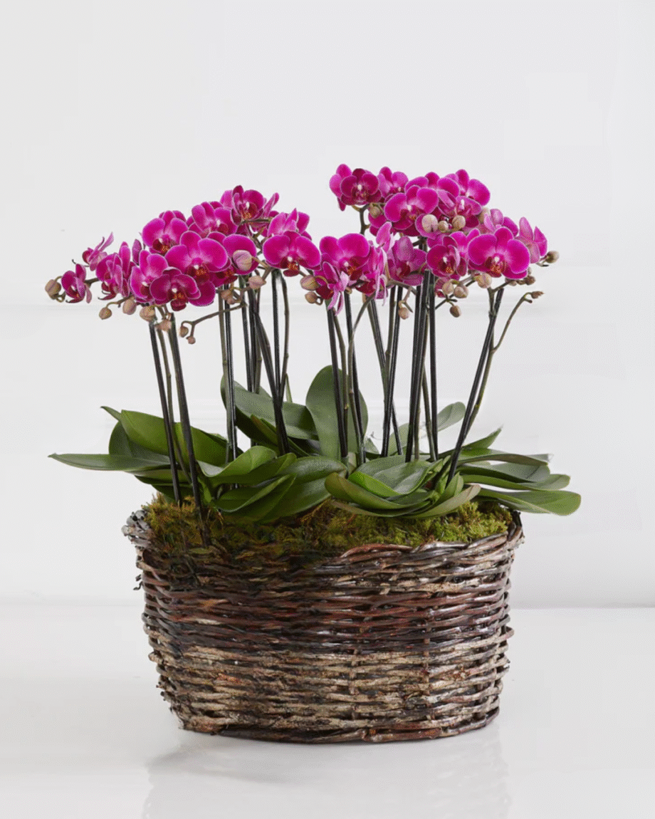 Cesta Antonella com Orquídeas pink (Mais cores disponíveis)