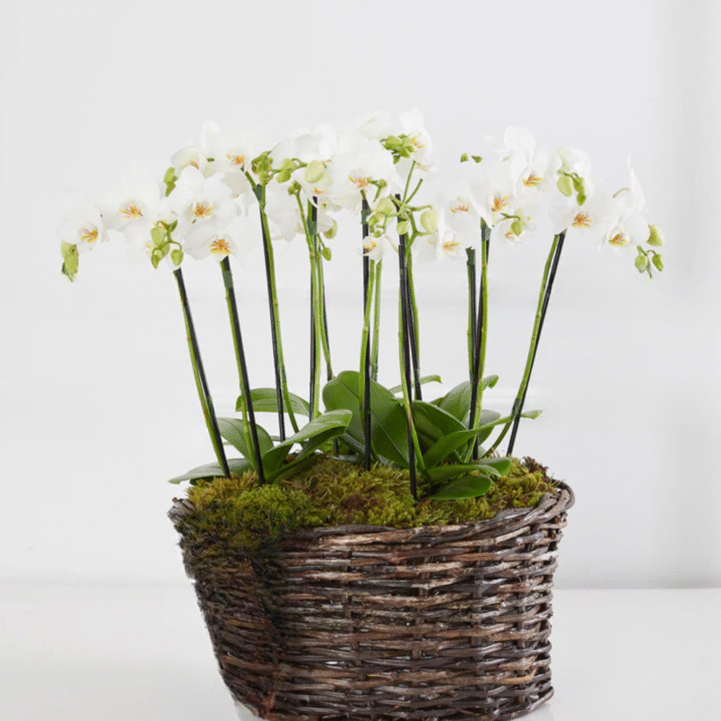 Cesta Antonella com orquídeas Brancas (Mais cores disponíveis)