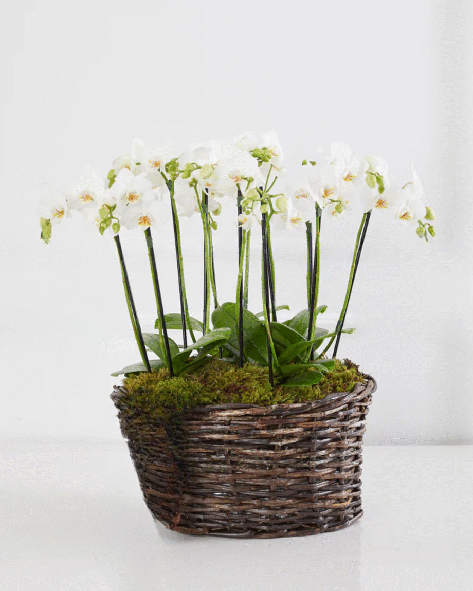 Cesta Antonella com orquídeas Brancas (Mais cores disponíveis)