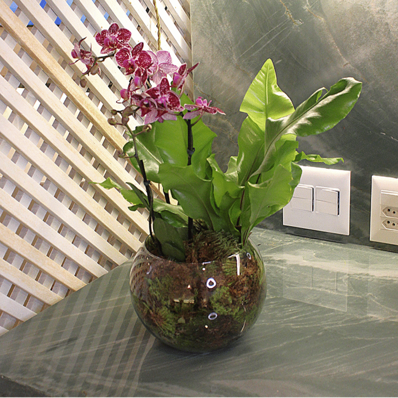 ORQUÍDEA LÚCIA PINK