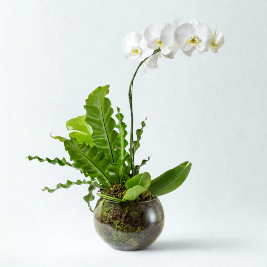 ORQUÍDEA ANASTÁCIA (MAIS CORES DISPONÍVEIS)