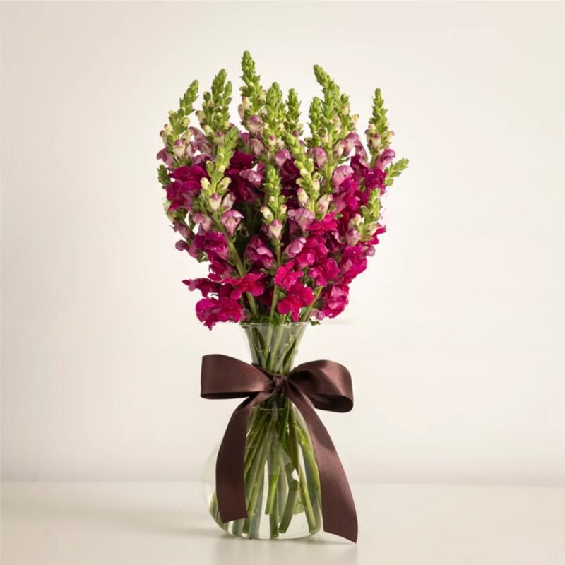 Vaso Ayla - com boca de leão vinho