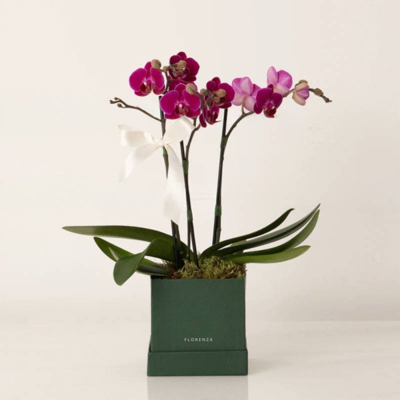 ORQUÍDEA AMÉLIA COR PINK