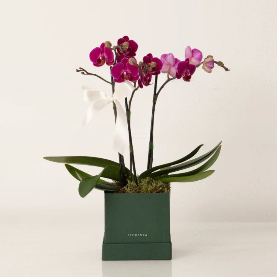 ORQUÍDEA AMÉLIA COR PINK