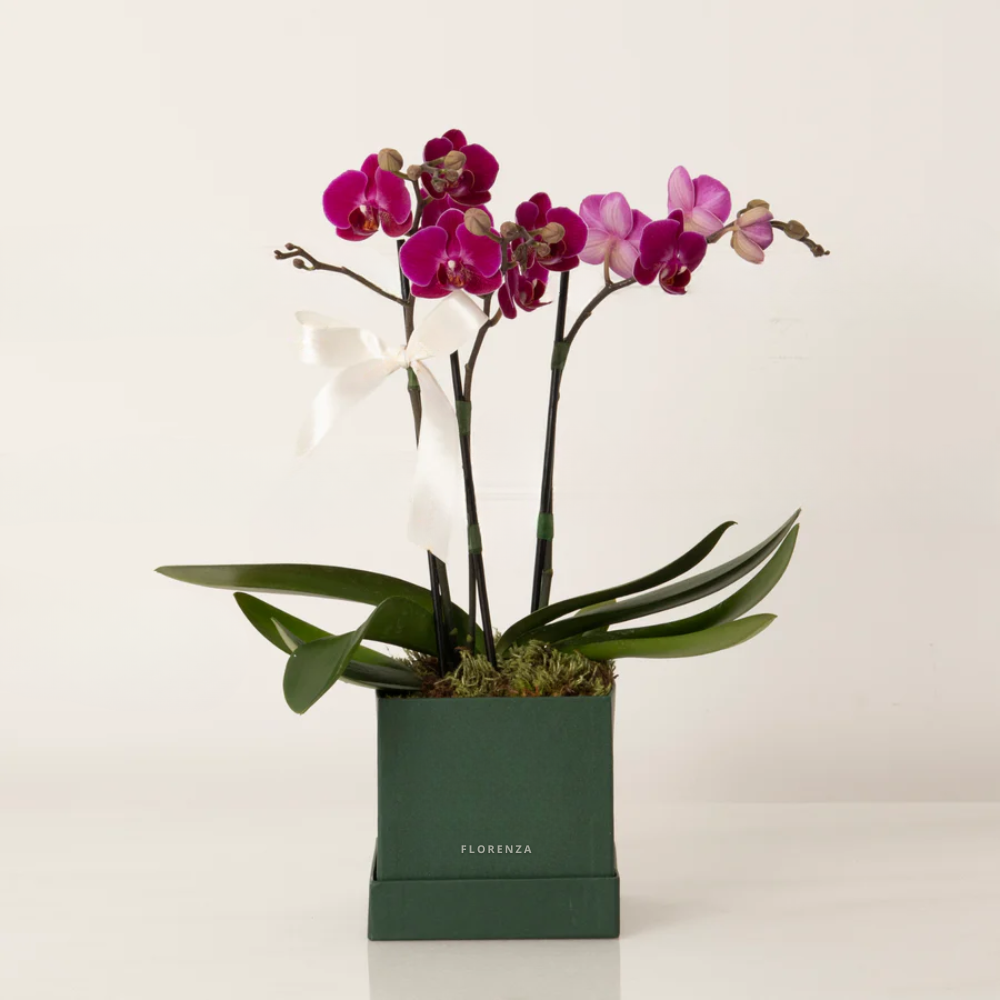 ORQUÍDEA AMÉLIA COR PINK