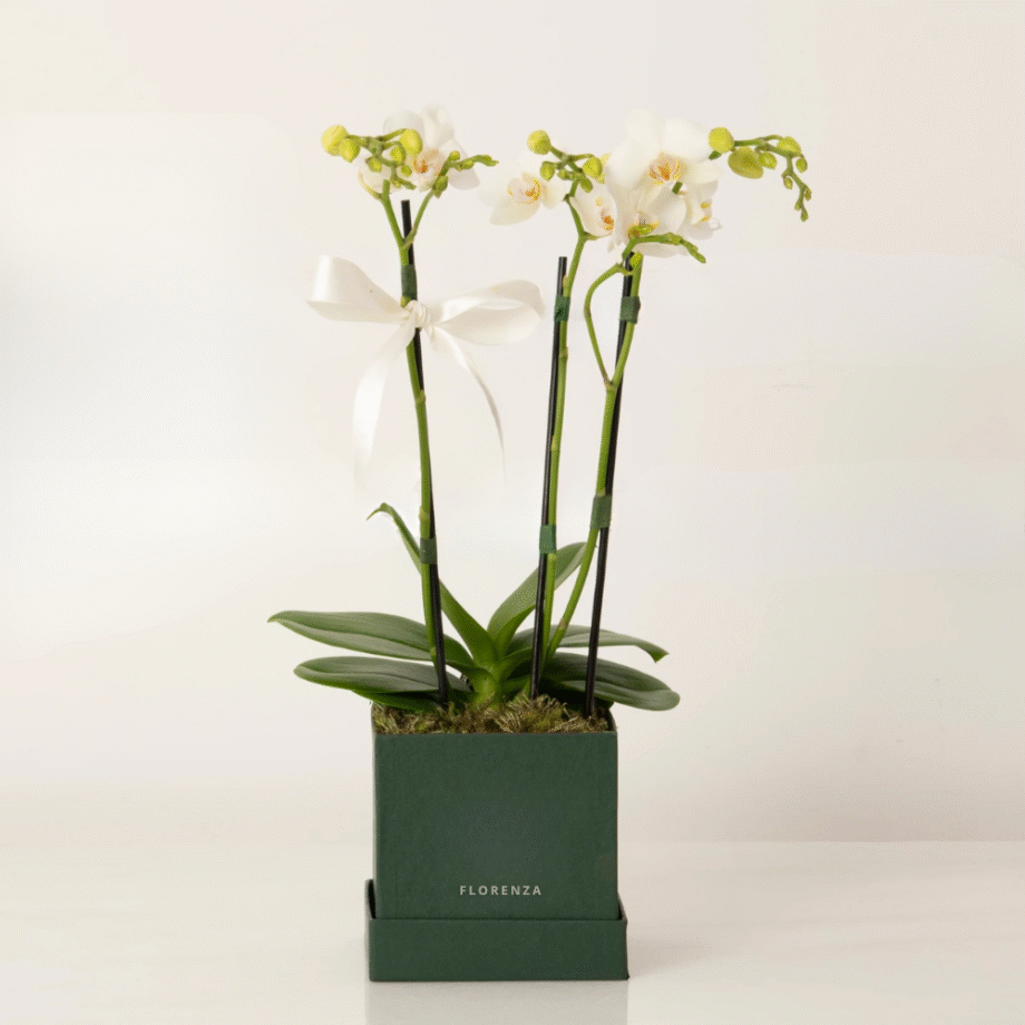 ORQUÍDEA AMÉLIA COR BRANCA