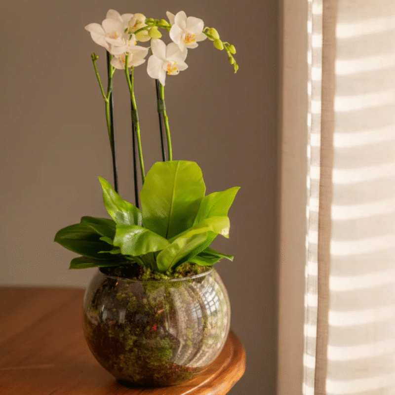 ORQUÍDEA CATARINA - BRANCA (MAIS CORES DISPONÍVEIS)