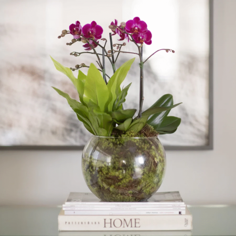 ORQUÍDEA CATARINA - ROXA (MAIS CORES DISPONÍVEIS)