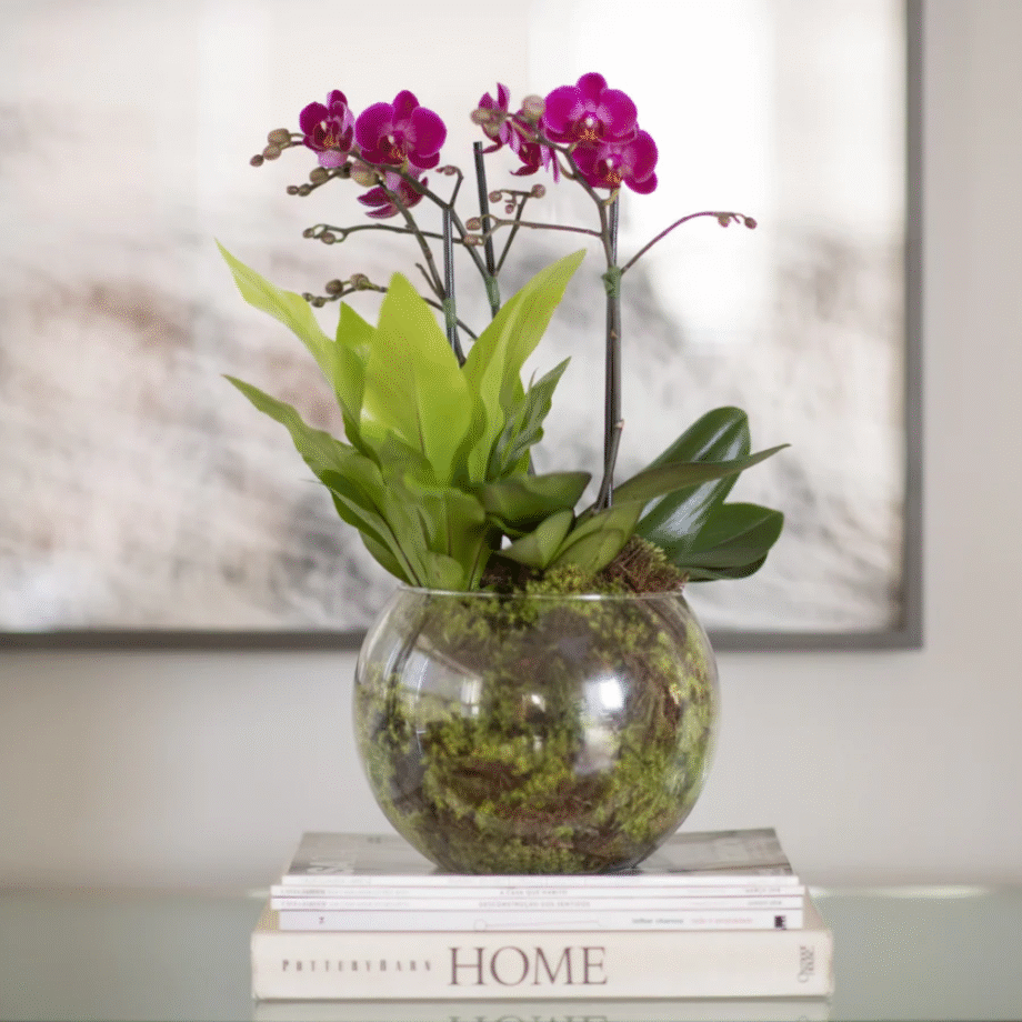 ORQUÍDEA CATARINA - ROXA (MAIS CORES DISPONÍVEIS)