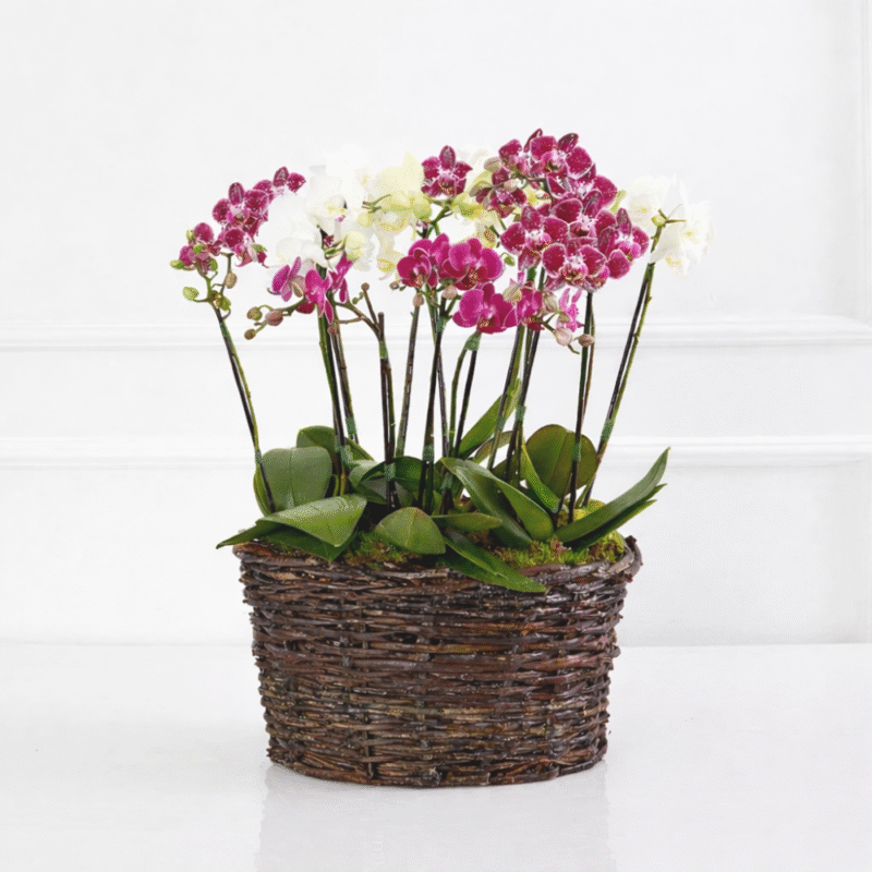 CESTA ANTONELLA COM ORQUÍDEAS COLORIDAS