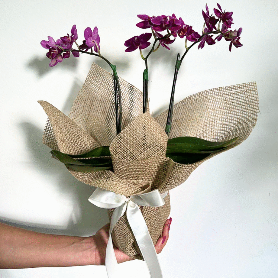 ORQUÍDEA THEODORA ROXA