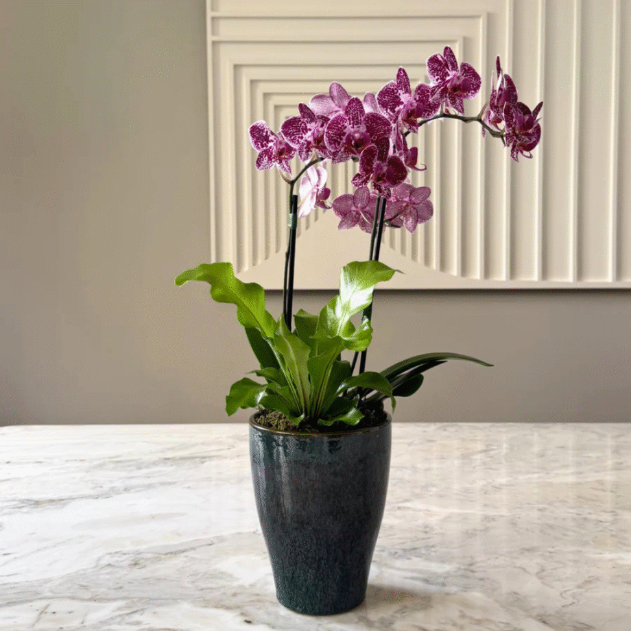 VASO DIANA COM ORQUÍDEA ROXA - ESPECIAL DIA DAS MÃES