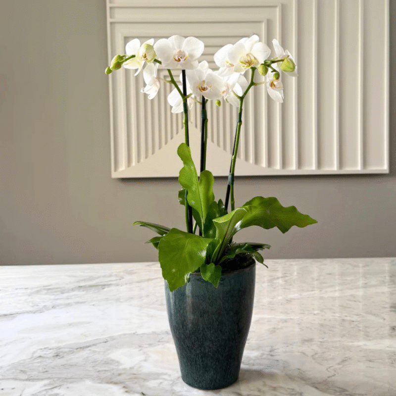 Vaso com orquídeas para dia das mães