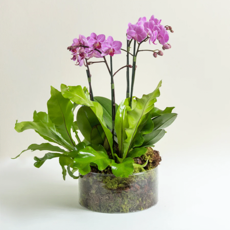 GEORGIA COM ORQUÍDEAS ROSA