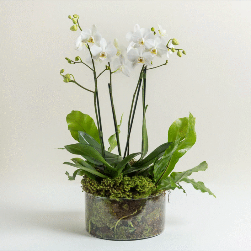 Vaso com orquídeas brancas