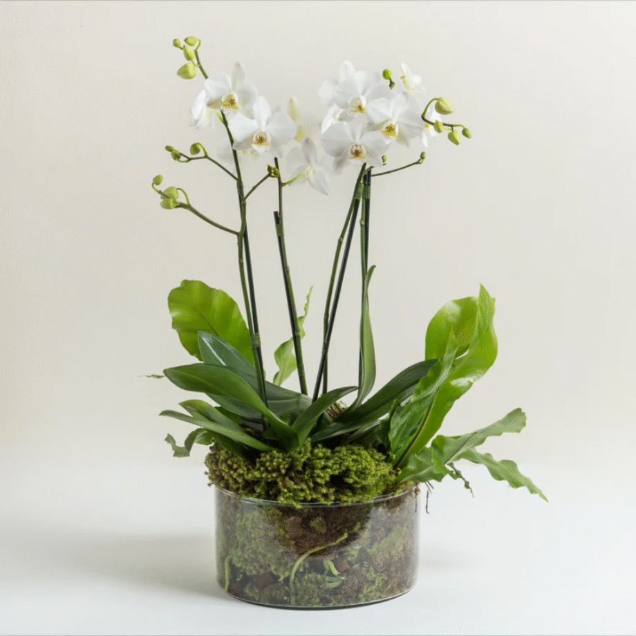 Vaso com orquídeas brancas