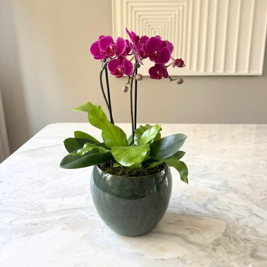 VASO LAUREN COM ORQUÍDEA ROXA